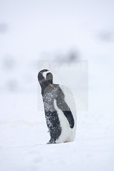 Gentoo Penguin preening; EzelspinguÃ¯n veren poetsend stock-image by Agami/Marc Guyt,