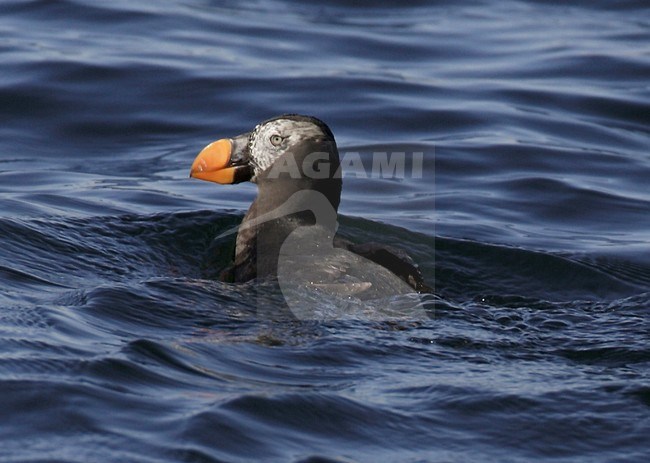 Adult winter Kuifpapegaaiduiker, Adult Tufted Puffin non-breeding stock-image by Agami/Mike Danzenbaker,