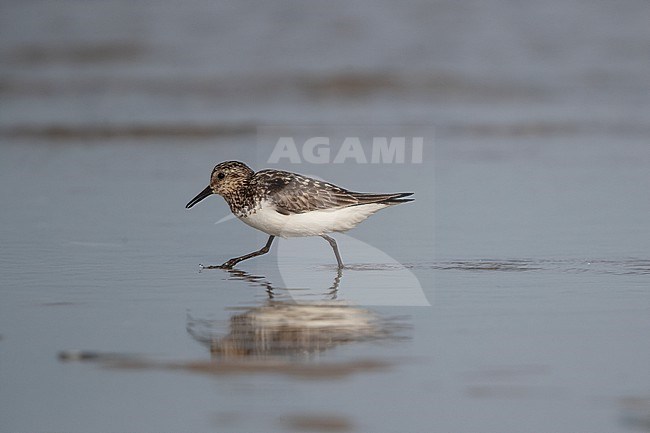 Adult Sanderling (Calidris alba) at the beach at Blåvandshuk, Denmark stock-image by Agami/Helge Sorensen,