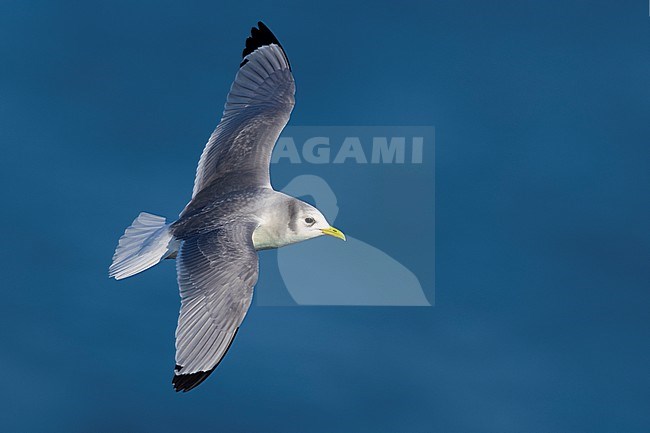 Black-legged Kittiwake, Rissa tridactyla, wintering in Italy. stock-image by Agami/Daniele Occhiato,