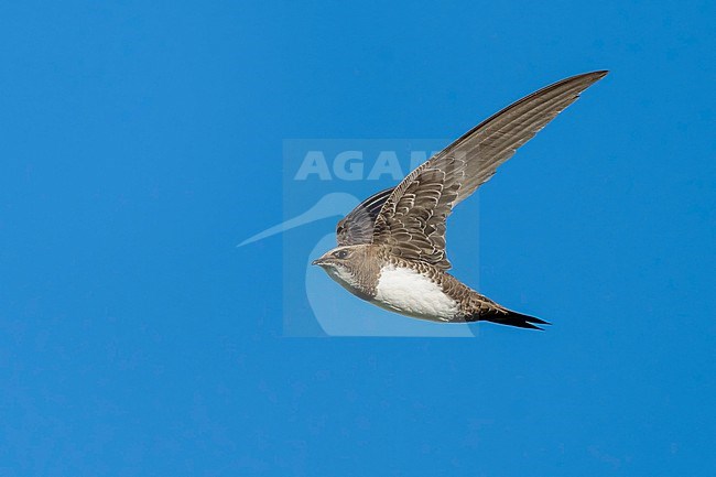 Alpine Swift (Tachymarptis melba) flying agains blue sky in Switzerland. stock-image by Agami/Marcel Burkhardt,