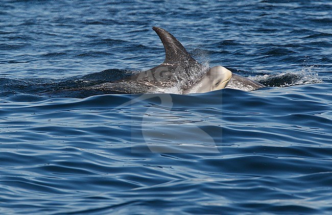 Risso's Dolphins (Grampus griseus)s swimming off the Shetland Islands. stock-image by Agami/Hugh Harrop,