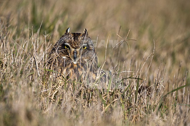 Velduil; Short-eared Owl stock-image by Agami/Daniele Occhiato,