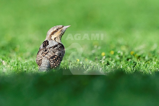 Adult Eurasian Wryneck (Jynx torquilla) foraging on a grassfield in Sde Boker, Israel. stock-image by Agami/Marc Guyt,