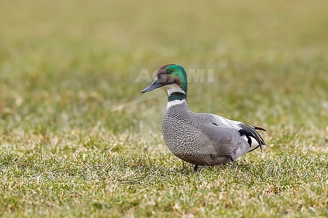 Drake Falcated Duck sitting in a field near Spijkenisse, The Netherlands. March 2013. stock-image by Agami/Vincent Legrand,