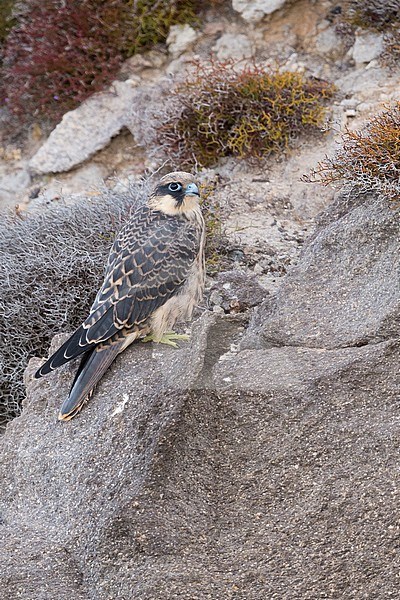 Eleonora's Falcon (Falco eleonorae), juvenile perched on a rock stock-image by Agami/Saverio Gatto,