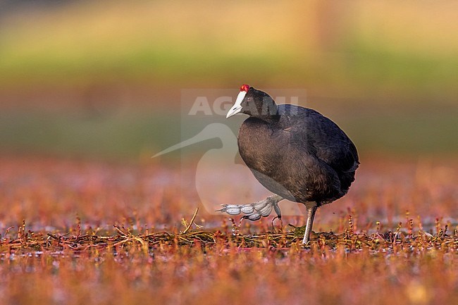 Crested Coot sitting on shore, Dayat Aoua Lake, Immousert, Morocco. May 2012. stock-image by Agami/Vincent Legrand,