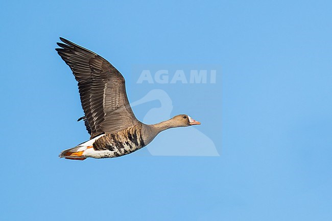 Adult
Colusa Co., CA
January 2023 stock-image by Agami/Brian E Small,