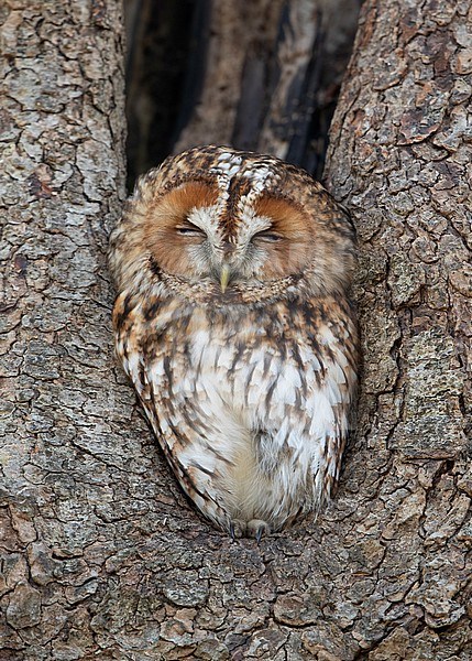 Reddish Tawny Owl (Strix aluco) perched in a tree-cavity at Lyngby, North Zealand, Denmark stock-image by Agami/Helge Sorensen,