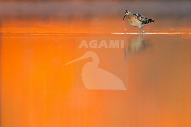 Kemphaan, Ruff, Philomachus pugnax stock-image by Agami/Menno van Duijn,