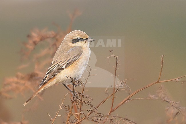 Isabelline shrike (Lanius isabellinus), adult male, perched on ferns, with ferns and vegetation as background. stock-image by Agami/Sylvain Reyt,