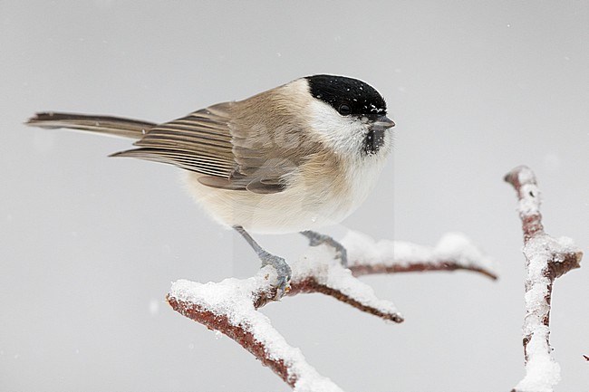 Marsh Tit (Poecile palustris italicus), side view of an adult perched on a Hawthorn branch under a snowfall, Campania, Italy stock-image by Agami/Saverio Gatto,