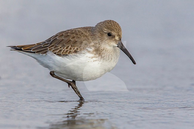 Bonte Strandloper; Dunlin stock-image by Agami/Daniele Occhiato,