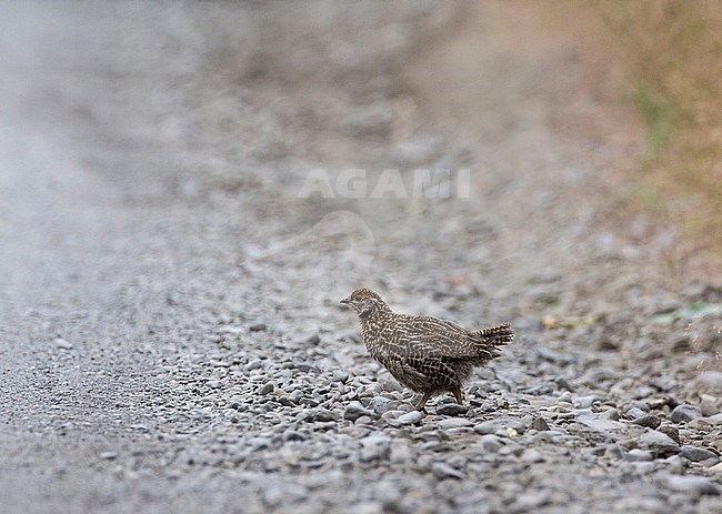 Chick of Spruce Grouse (Falcipennis canadensis) crossing a forest road in Alaska, USA. stock-image by Agami/Edwin Winkel,