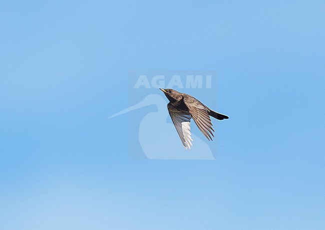 Ring Ouzel (Turdus torquatus torquatus) on migration flying against a blue sky showing underside stock-image by Agami/Ran Schols,