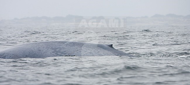 Blauwe vinvis aan de oppervlakte, Blue whale at the surface stock-image by Agami/Martijn Verdoes,