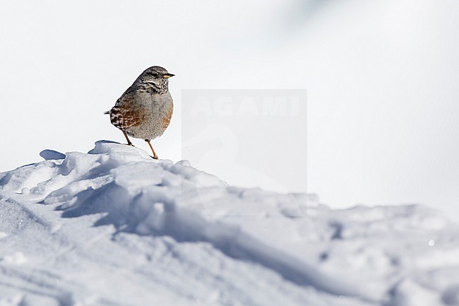 Alpine Accentor (Prunella collaris) sitting in a snow coverd moutain landscape in the swiss alps. stock-image by Agami/Marcel Burkhardt,