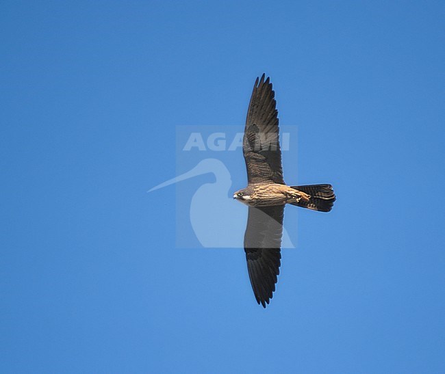 Eleonora's Valk in vlucht; Eleonora's Falcon (Falco eleonorae) stock-image by Agami/Mike Danzenbaker,