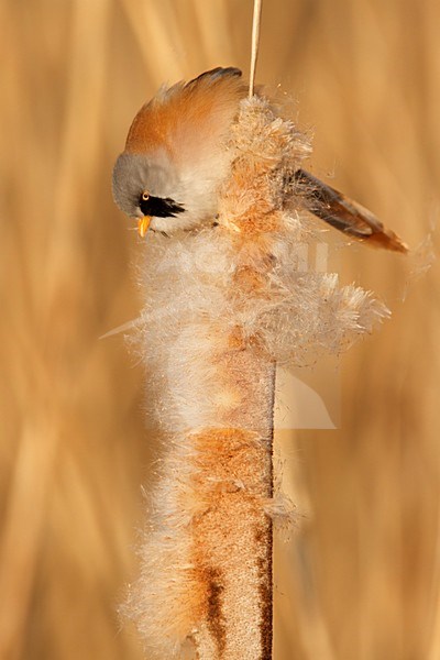 Baardman man in de sneeuw; bearded tit male in the snow; stock-image by Agami/Walter Soestbergen,