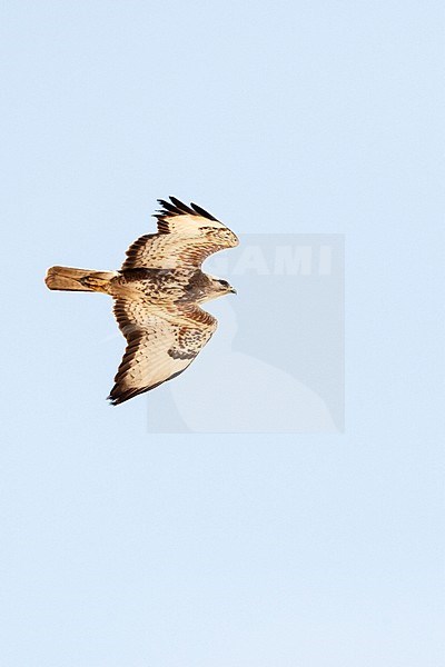 Steppe Buzzard (Buteo buteo vulpinus) on migration over the Eilat Mountains, near Eilat, Israel stock-image by Agami/Marc Guyt,