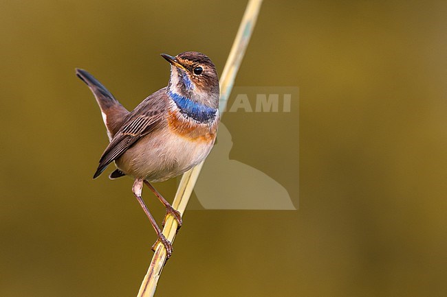 Bluethroat, Luscinia svecica, during autumn migration in Italy. stock-image by Agami/Daniele Occhiato,