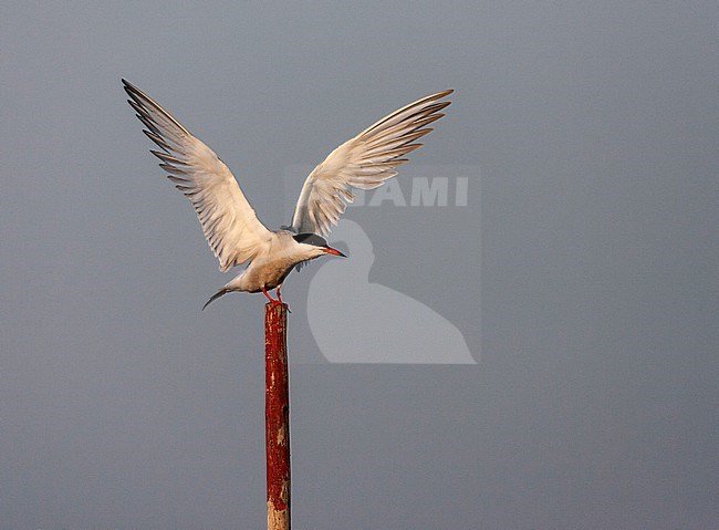 Adult Common Tern (Sterna hirundo hirundo) in the Netherlands, landing on a wooden pole, standing in the water, with spread wings. stock-image by Agami/Marc Guyt,