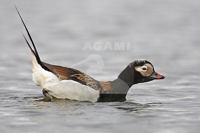 Long-tailed Duck male swimming; IJseend man zwemmend stock-image by Agami/Markus Varesvuo,