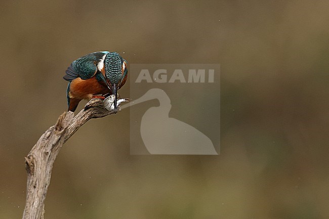 Juvenile or female Common Kingfischer (Alcedo atthis) perching on a branch knocking a small fish on the branch to numb or kill the fish stock-image by Agami/Mathias Putze,