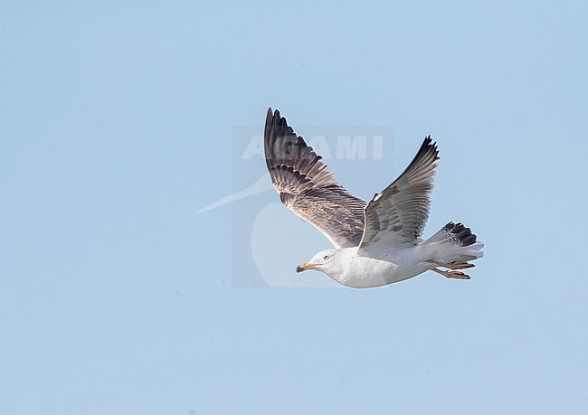 Immature Lesser Black-backed Gull (Larus fuscus) in IJmuiden, Netherlands. Seen in flight from the side, showing upper and under wing pattern. stock-image by Agami/Marc Guyt,