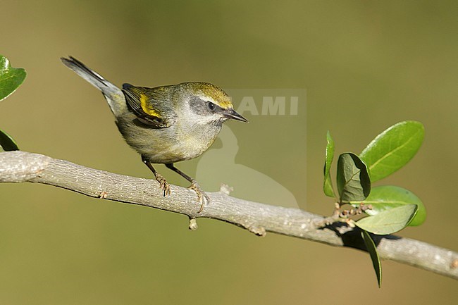 Adult female 
Galveston Co., TX
April 2014 stock-image by Agami/Brian E Small,