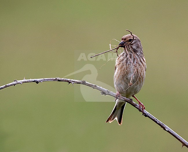 Common Linnet, Carduelis cannabina stock-image by Agami/Roy de Haas,