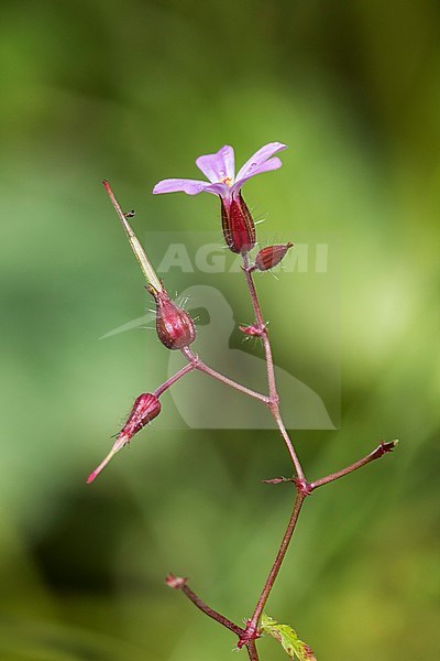 Herb Robert flowers and seed box stock-image by Agami/Wil Leurs,