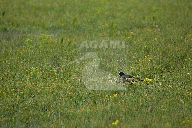 Breeding Eurasian Coot; Meerkoet broedend stock-image by Agami/Marc Guyt,