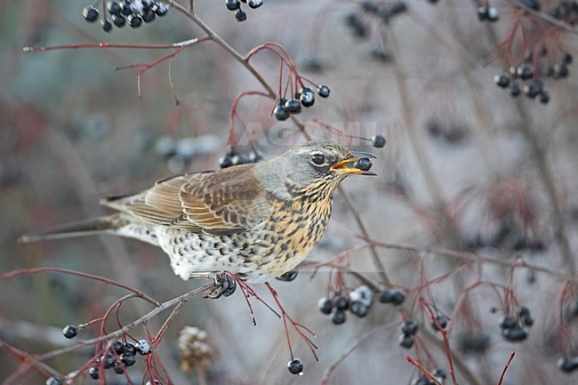 Kramsvogels eten van bessen; Fieldfare foraging on berries stock-image by Agami/Markus Varesvuo,