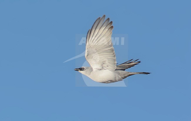 Papoearupsvogel, White-bellied Cuckooshrike, Coracina papuensis stock-image by Agami/Laurens Steijn,