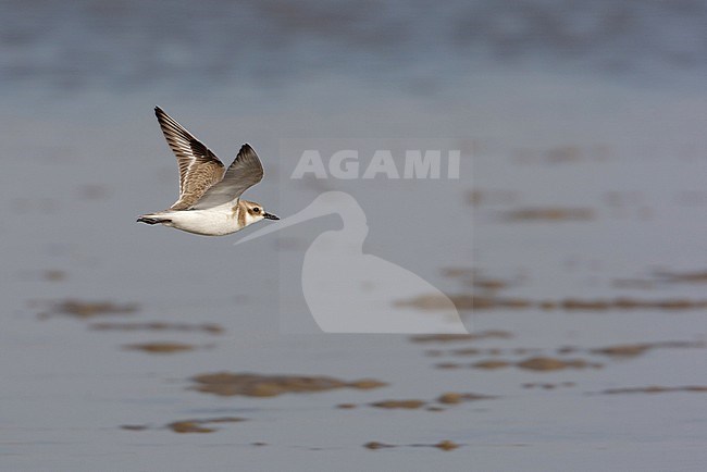 Greater Sand Plover, Woestijnplevier, Charadrius leschenaultii stock-image by Agami/Arie Ouwerkerk,