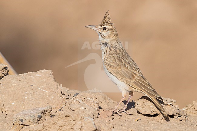 Maghreb Lark (Galerida macrorhyncha randonii), adult standing on the ground stock-image by Agami/Saverio Gatto,