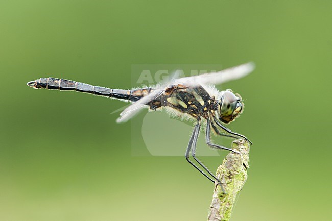 Mannetje Zwarte heidelibel, Male Sympetrum danae stock-image by Agami/Wil Leurs,