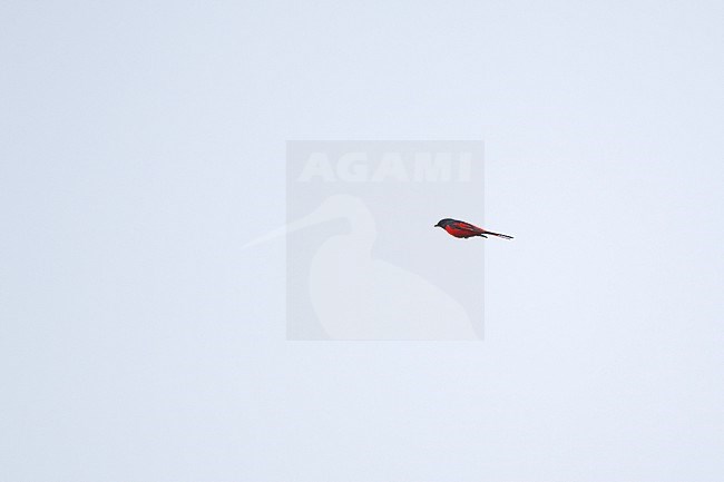 Long-tailed Minivet (Pericrocotus ethologus) at Doi Angkang, Thailand stock-image by Agami/Helge Sorensen,