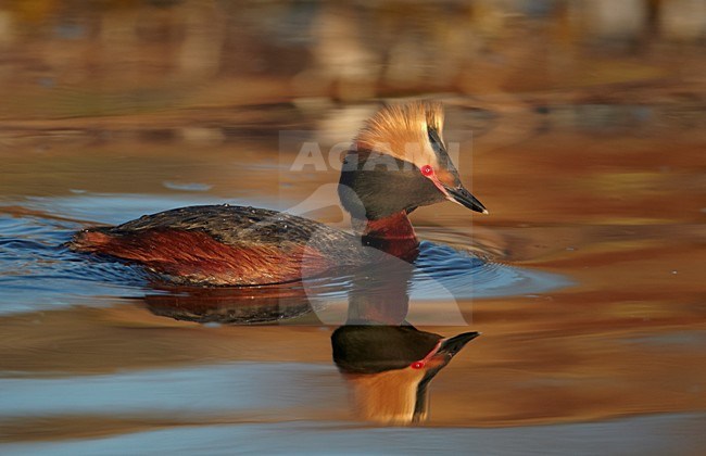 Adult zomer Kuifduiker; Adult summer Horned Grebe stock-image by Agami/Markus Varesvuo,