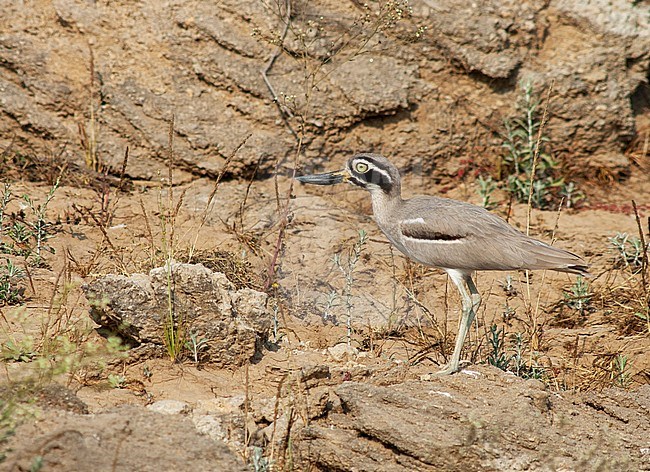Great Stone-Curlew (Esacus recurvirostris), also known as or Great Thick-knee, standing on river bank at an Asian river. stock-image by Agami/Marc Guyt,