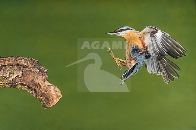 Eurasian Nuthatch; Boomklever stock-image by Agami/Alain Ghignone,