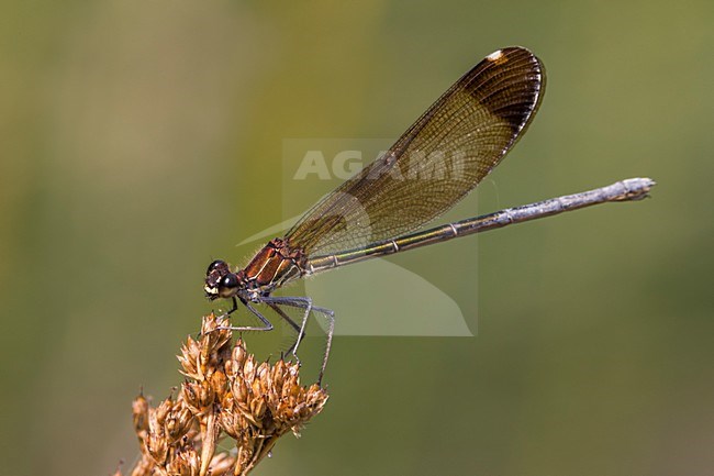 Koperen Beekjuffer, Copper Demoiselle stock-image by Agami/Daniele Occhiato,