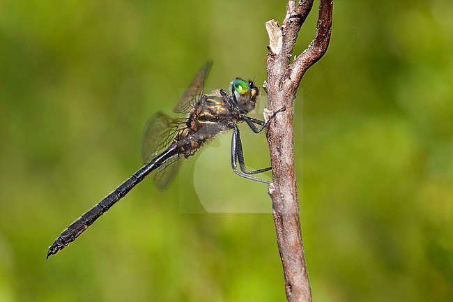 Imago Hoogveenglanslibel; Adult Northern Emerald; stock-image by Agami/Fazal Sardar,