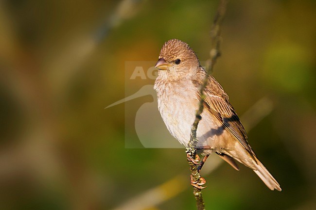 Common Rosefinch - Karmingimpel - Carpodacus erythrinus ssp. erythrinus, Germany, 1st S, male stock-image by Agami/Ralph Martin,