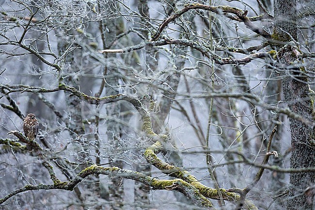 1st cy Common Buzzard, Buteo buteo buteo, in snow covered forest in France (Alsace). stock-image by Agami/Ralph Martin,