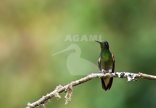 Bruinstaart-hoornkolibrie, Buff-tailed Coronet, Boissonneaua flavescensa stock-image by Agami/Marc Guyt,