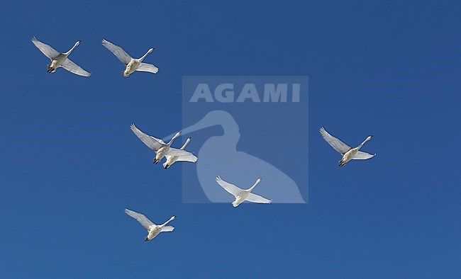 Whooper Swans (Cygnus cygnus) wintering on Hokkaido in northern Japan. stock-image by Agami/Markus Varesvuo,