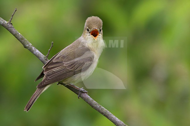 Orpheusspotvogel, Melodious Warbler stock-image by Agami/Daniele Occhiato,