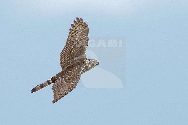 Juvenile Cooper's Hawk (Accipiter cooperii) in flight over Chambers County, Texas, USA. Seen from the side, flying against a blue sky as a background.

October 2017 stock-image by Agami/Brian E Small,